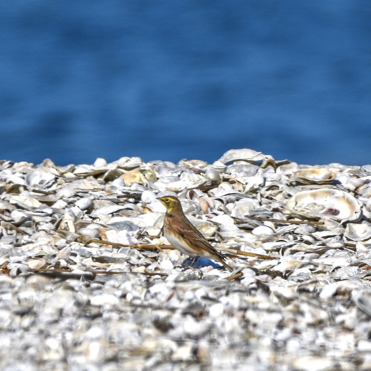 Жайворонок рогатий - ML644554158