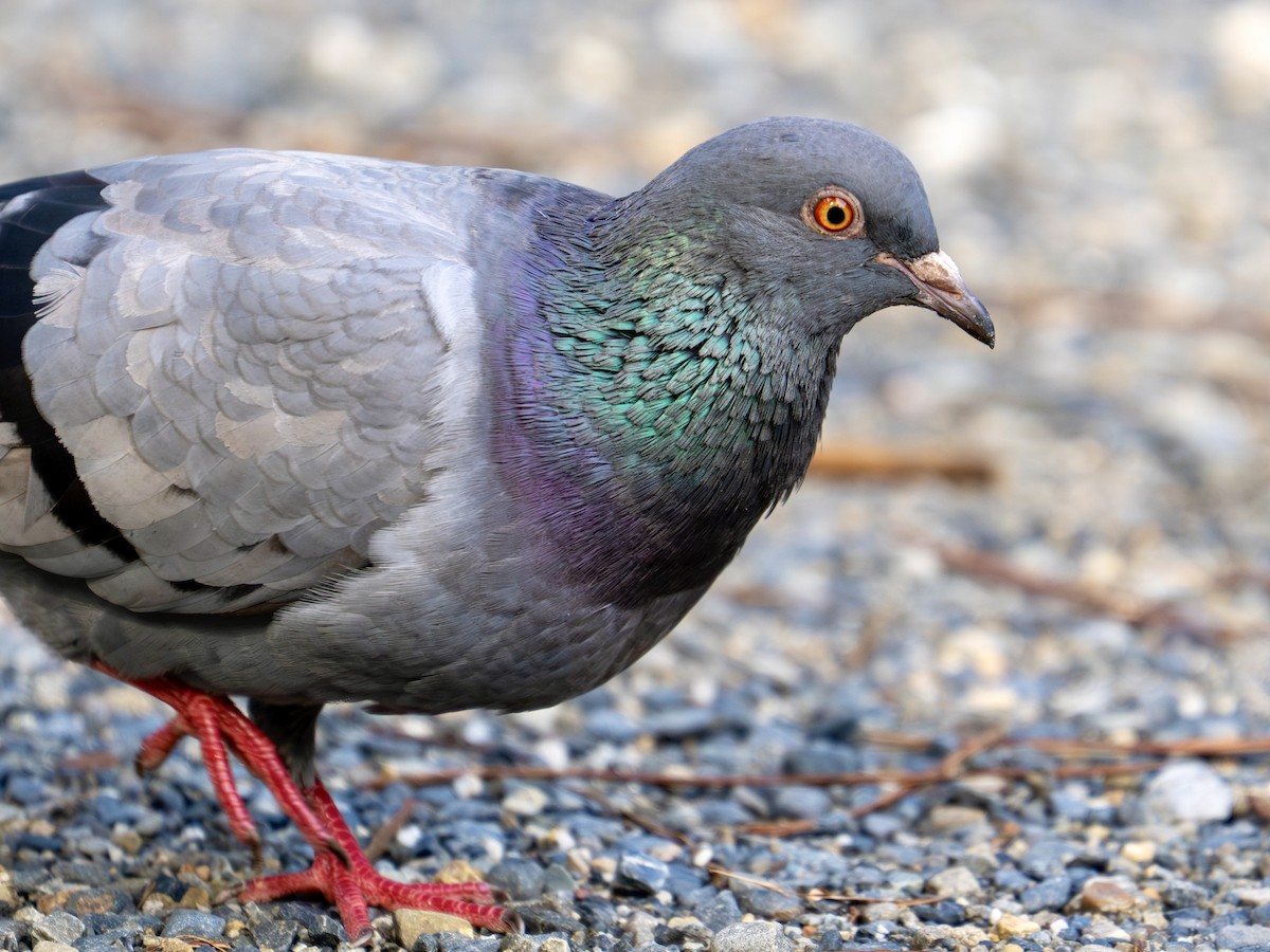 カワラバト（ドバト、家畜型） - ML644554160