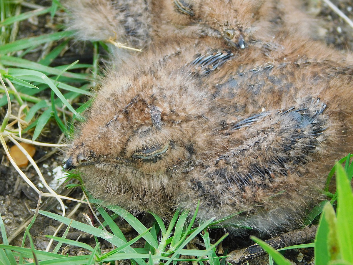 Nacunda Nighthawk - ML644554161