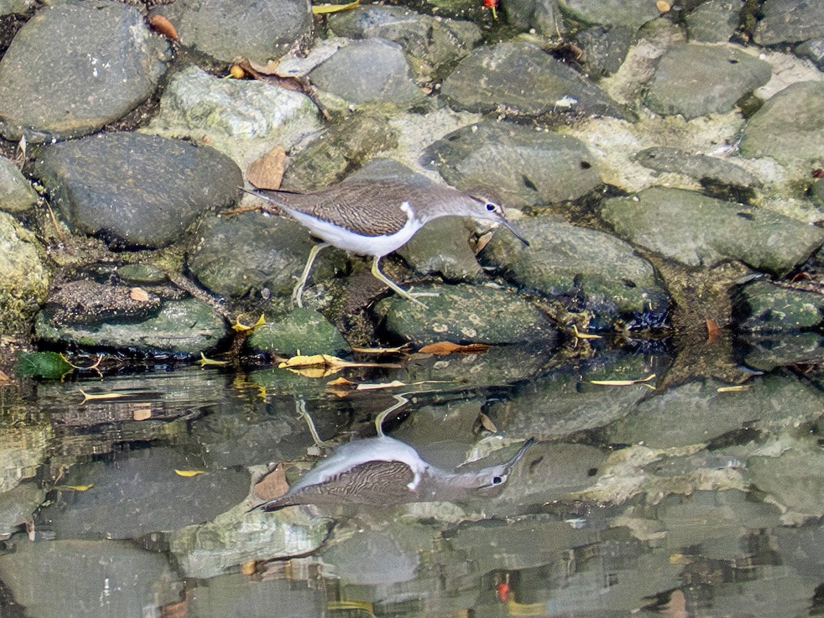 pisík obecný - ML644554170