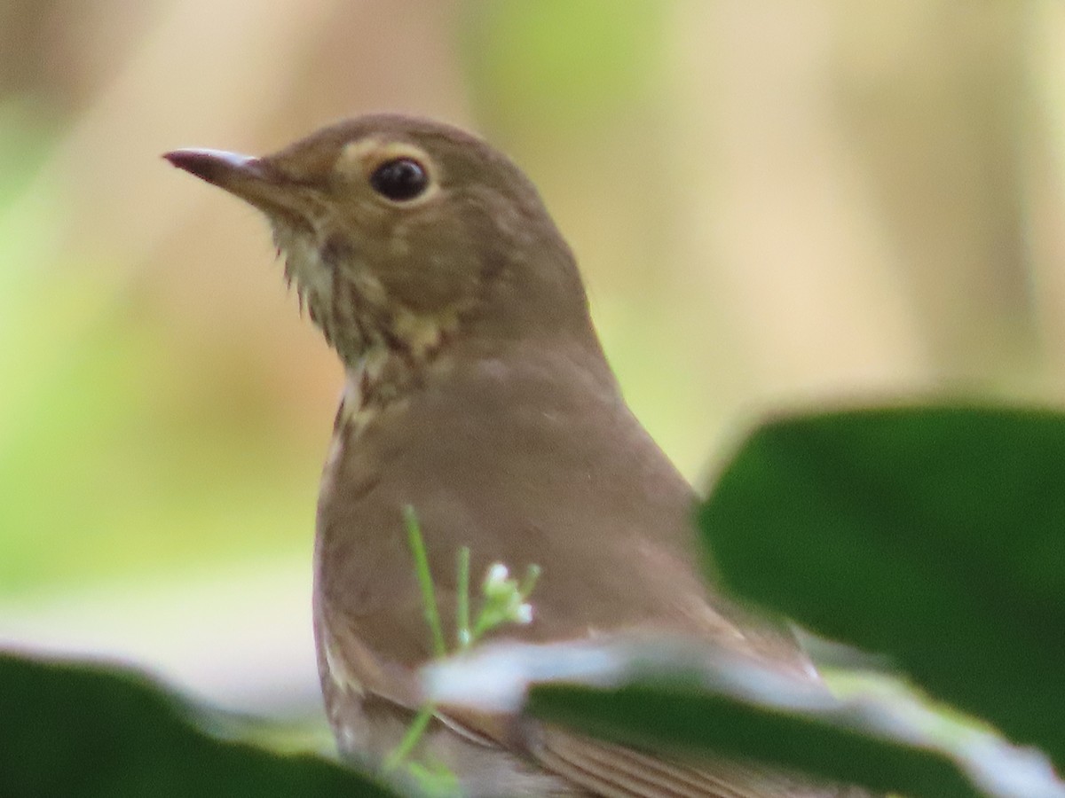 Swainson's Thrush - ML644554176