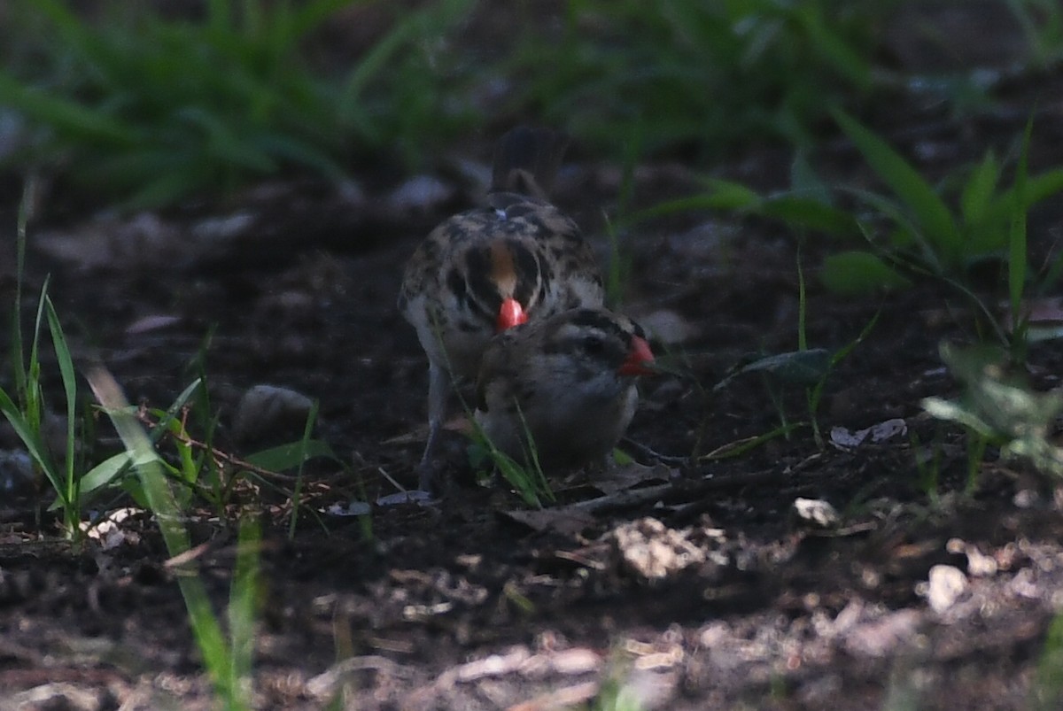 Pin-tailed Whydah - ML644554184