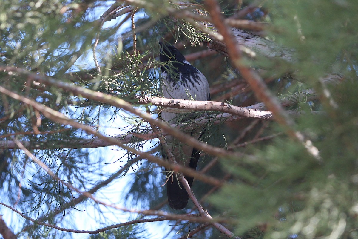 Hooded Crow - ML644554191
