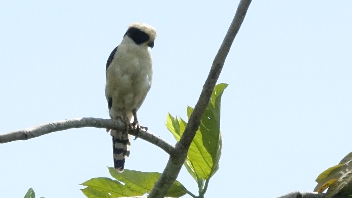 Laughing Falcon - ML644554193