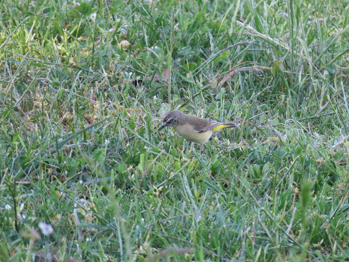 Yellow-rumped Thornbill - ML644554196