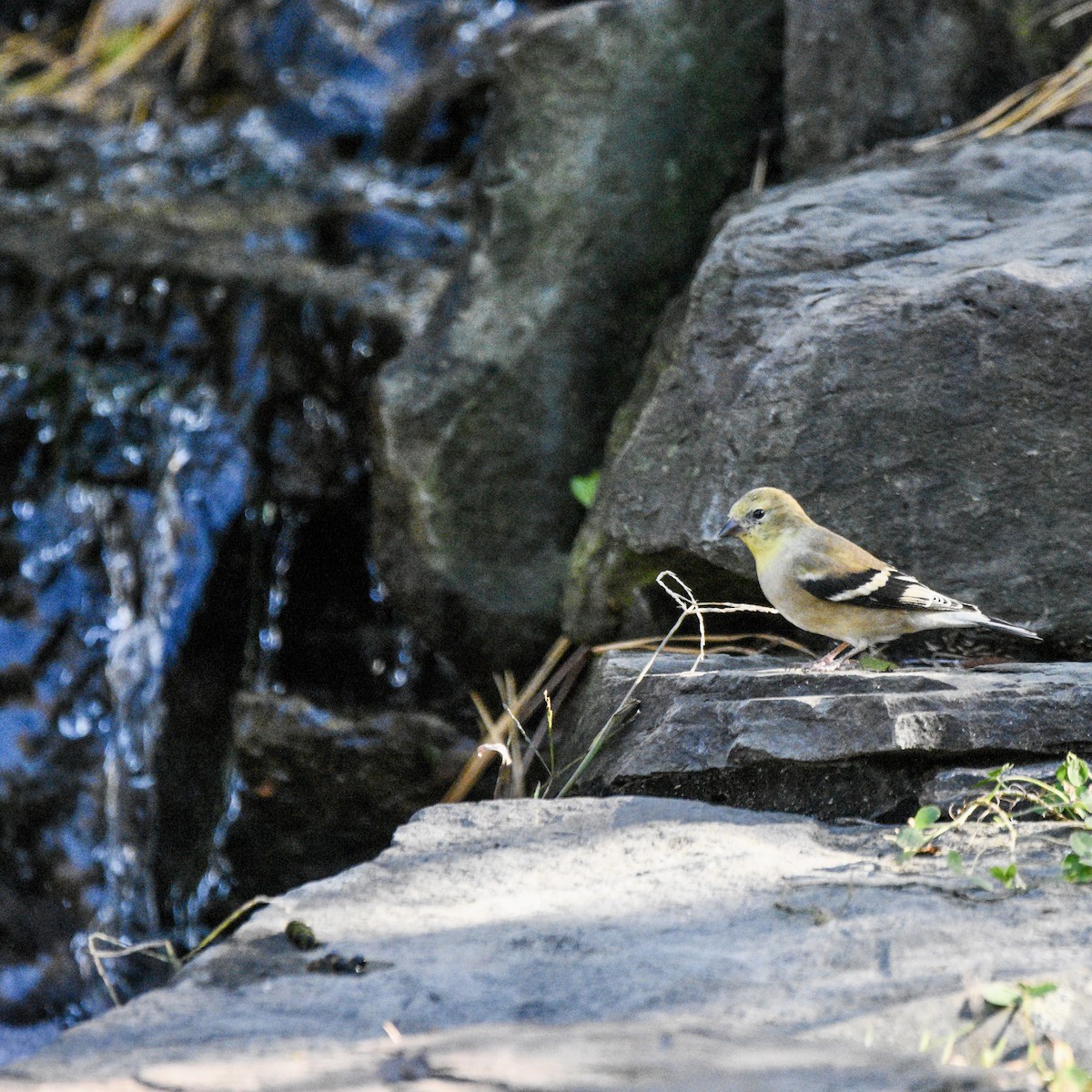 American Goldfinch - ML644554197