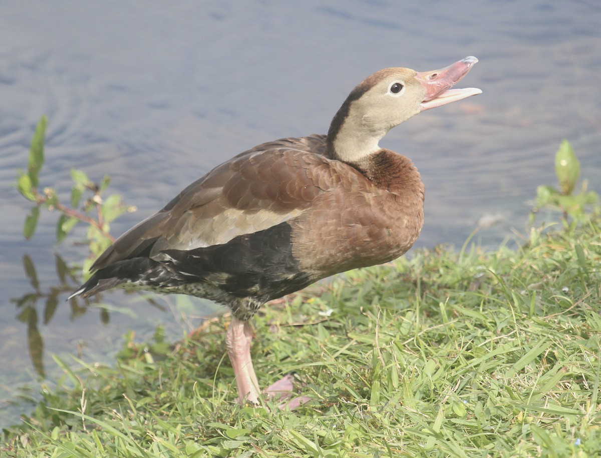 Black-bellied Whistling-Duck - ML644554200