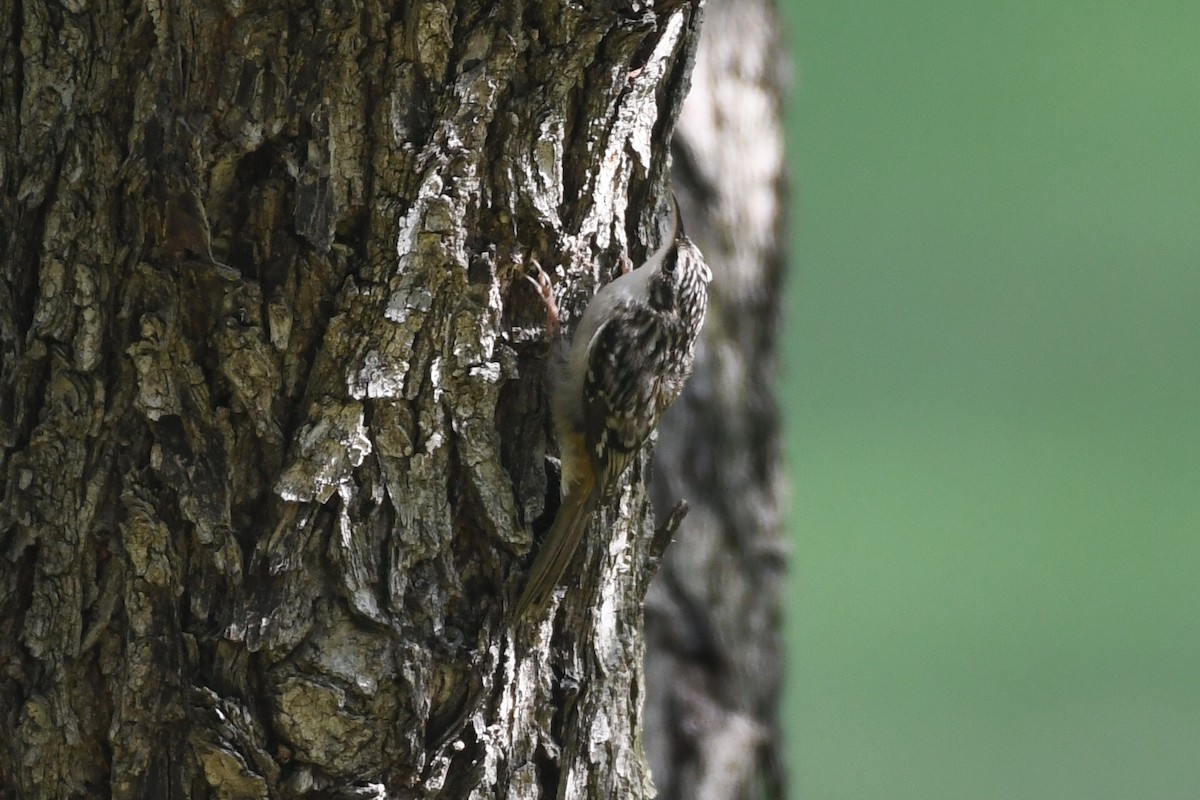 Brown Creeper - ML644554201