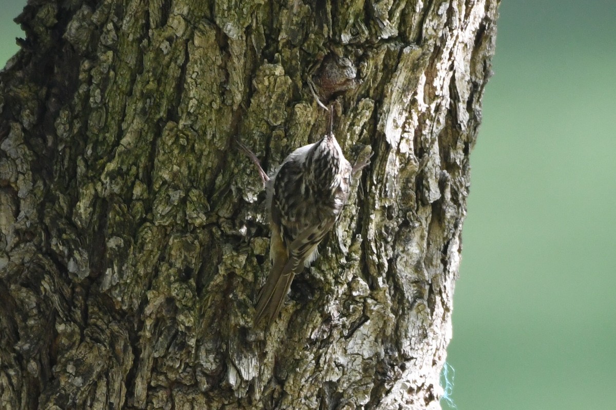Brown Creeper - ML644554202