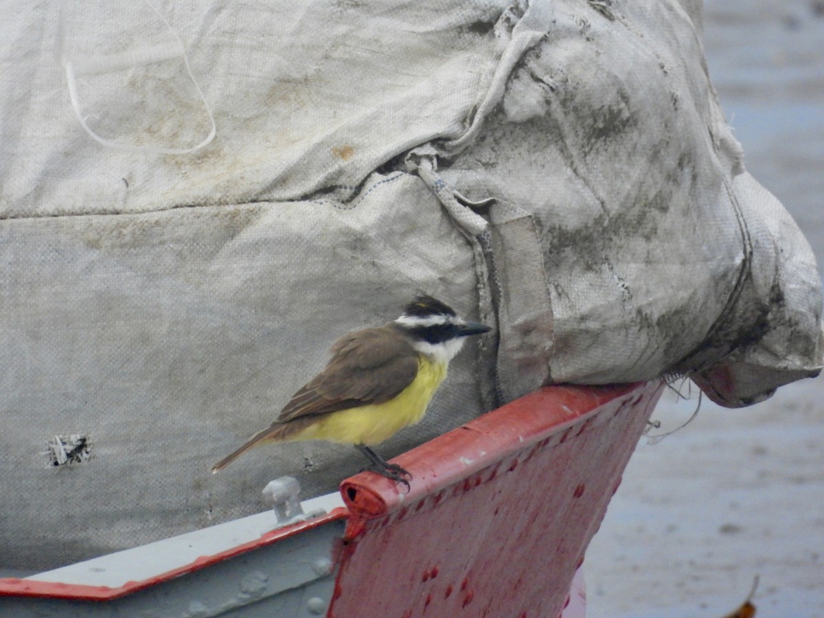 Bienteveo Común - ML644554204