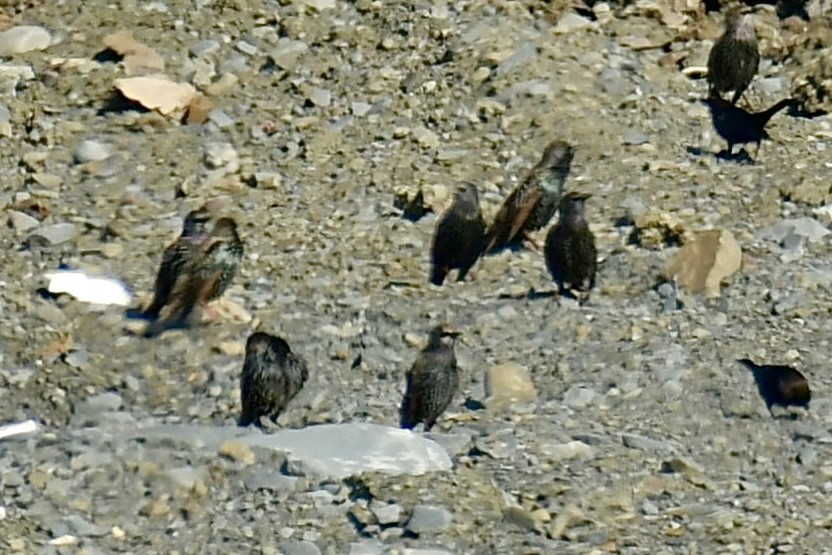 זרזיר מצוי - ML644554208