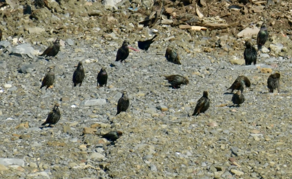 זרזיר מצוי - ML644554209