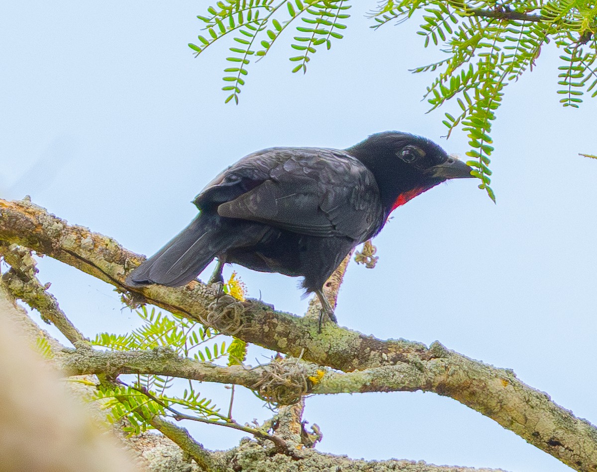 Scarlet-throated Tanager - ML644554216