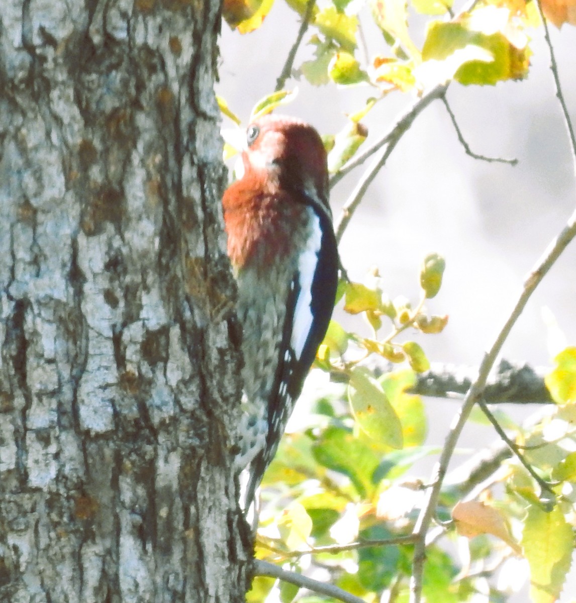 Red-breasted Sapsucker - ML644554219