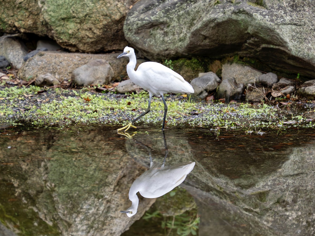 Little Egret - ML644554220