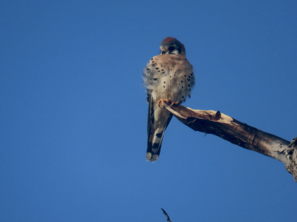 American Kestrel - ML644554222