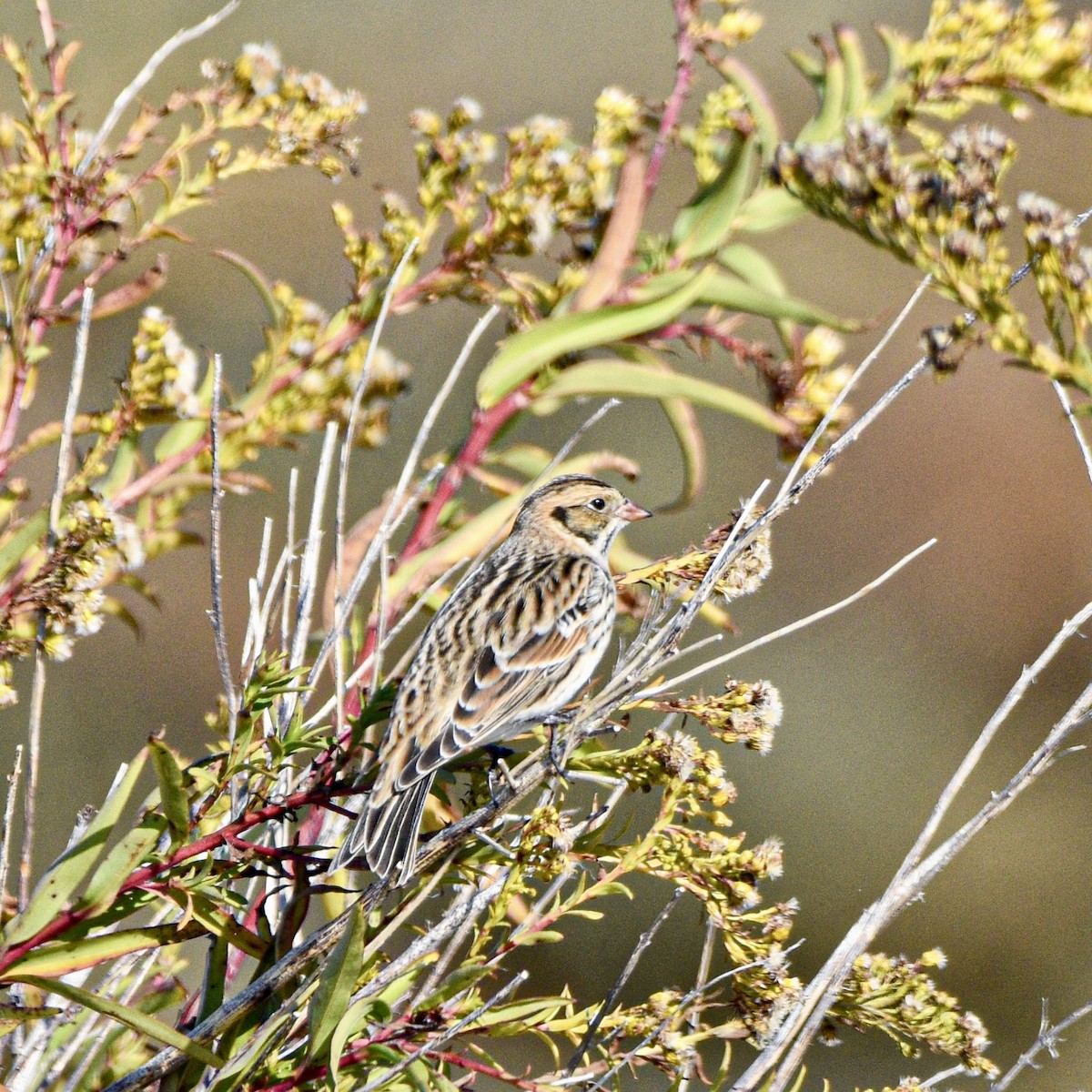 Lapland Longspur - ML644554225