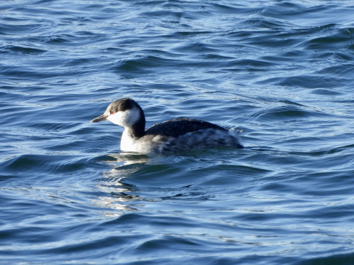 Horned Grebe - ML644554226