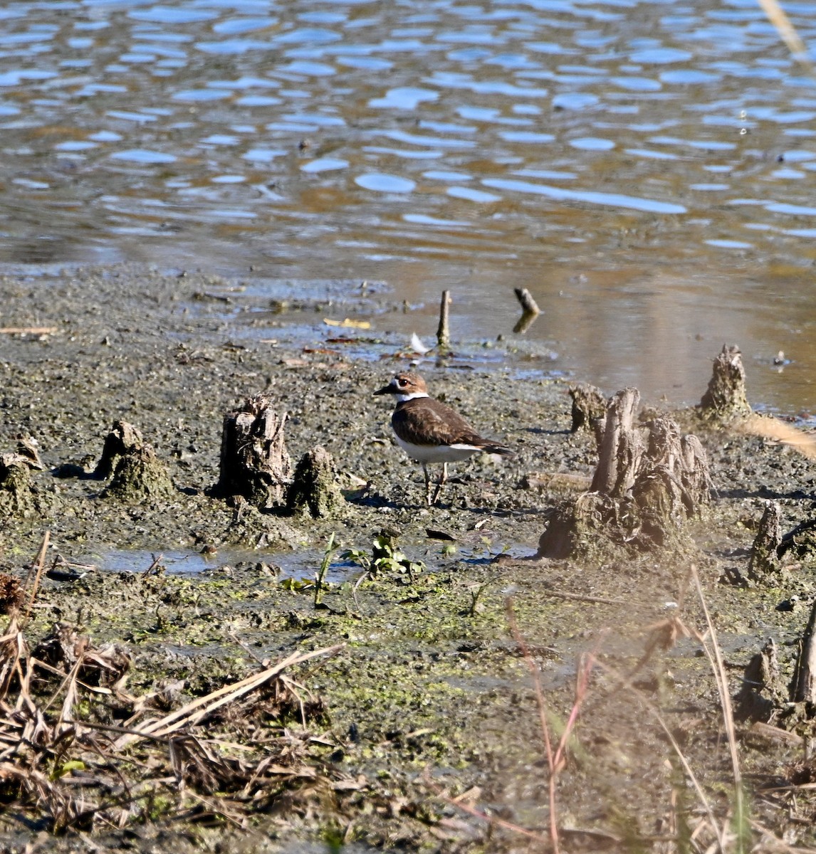 Killdeer - ML644554228