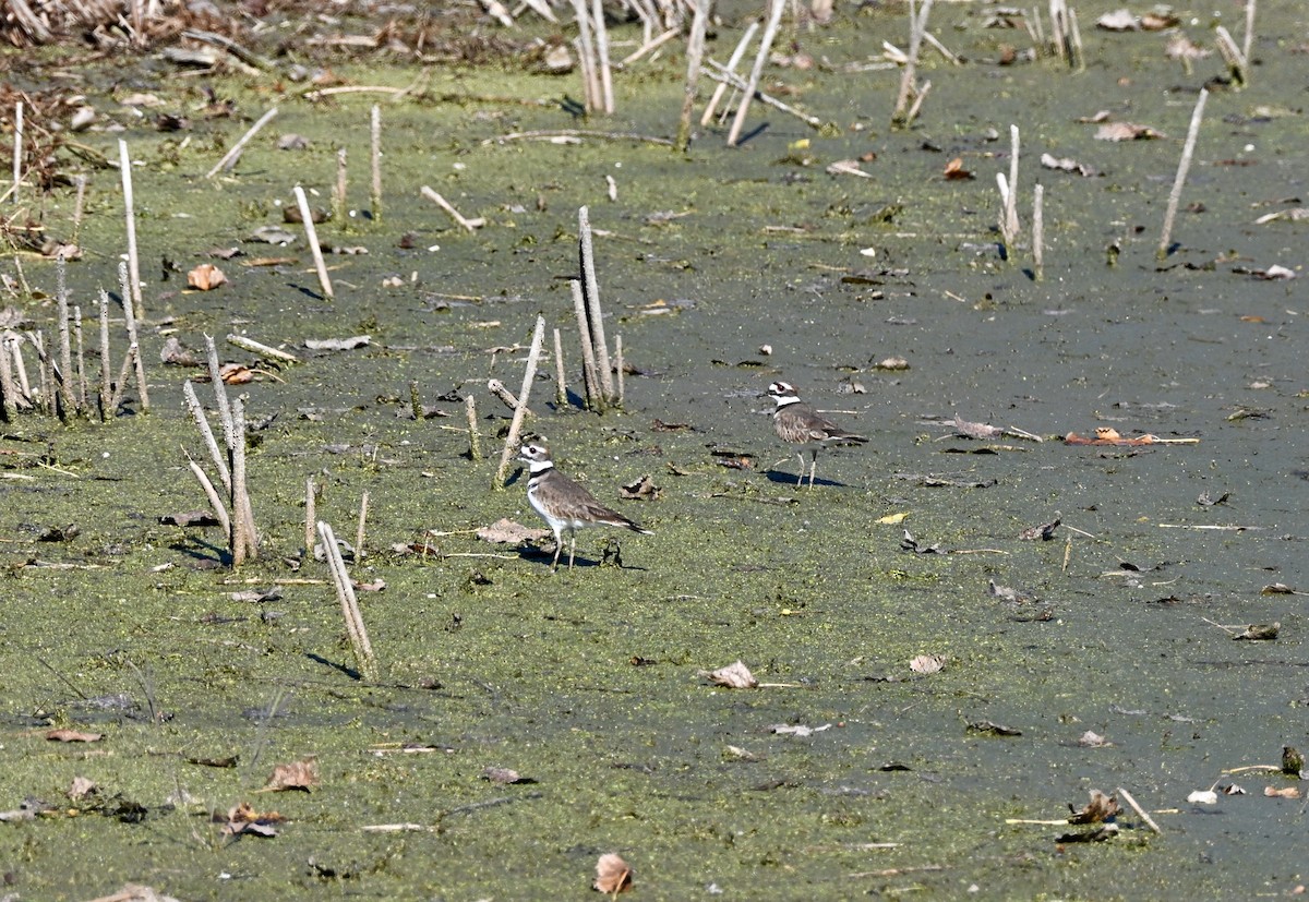 Killdeer - ML644554229