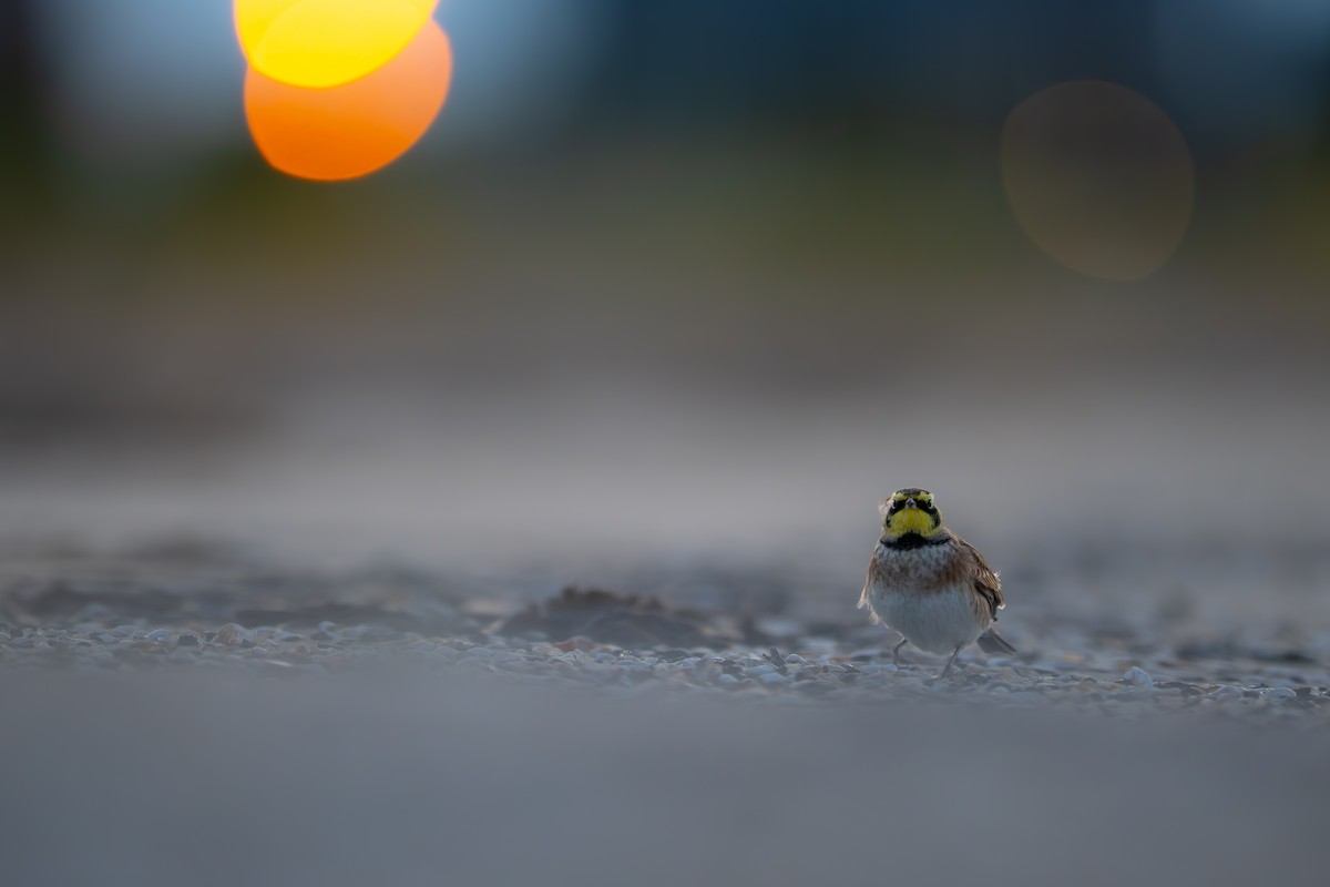 Жайворонок рогатий - ML644554230