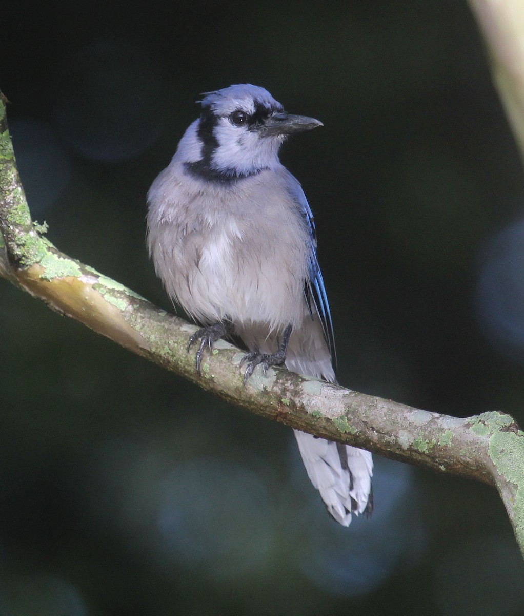 Сизойка блакитна - ML644554232