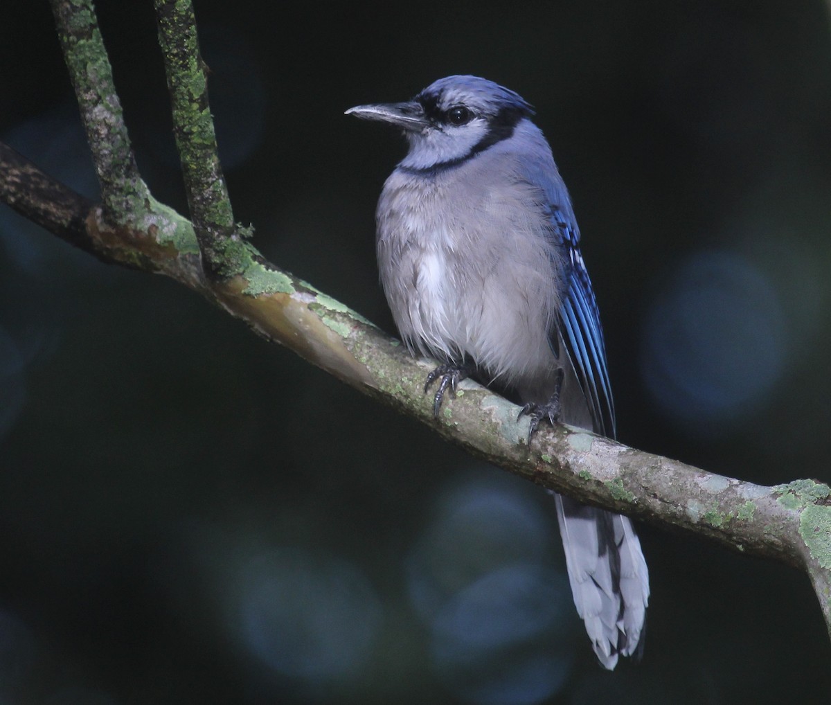 Сизойка блакитна - ML644554233