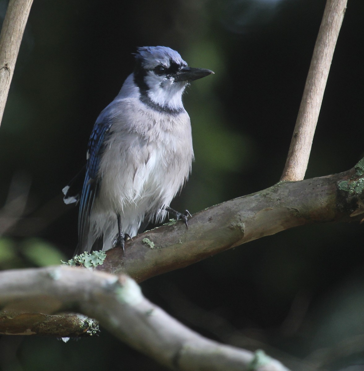 Сизойка блакитна - ML644554234