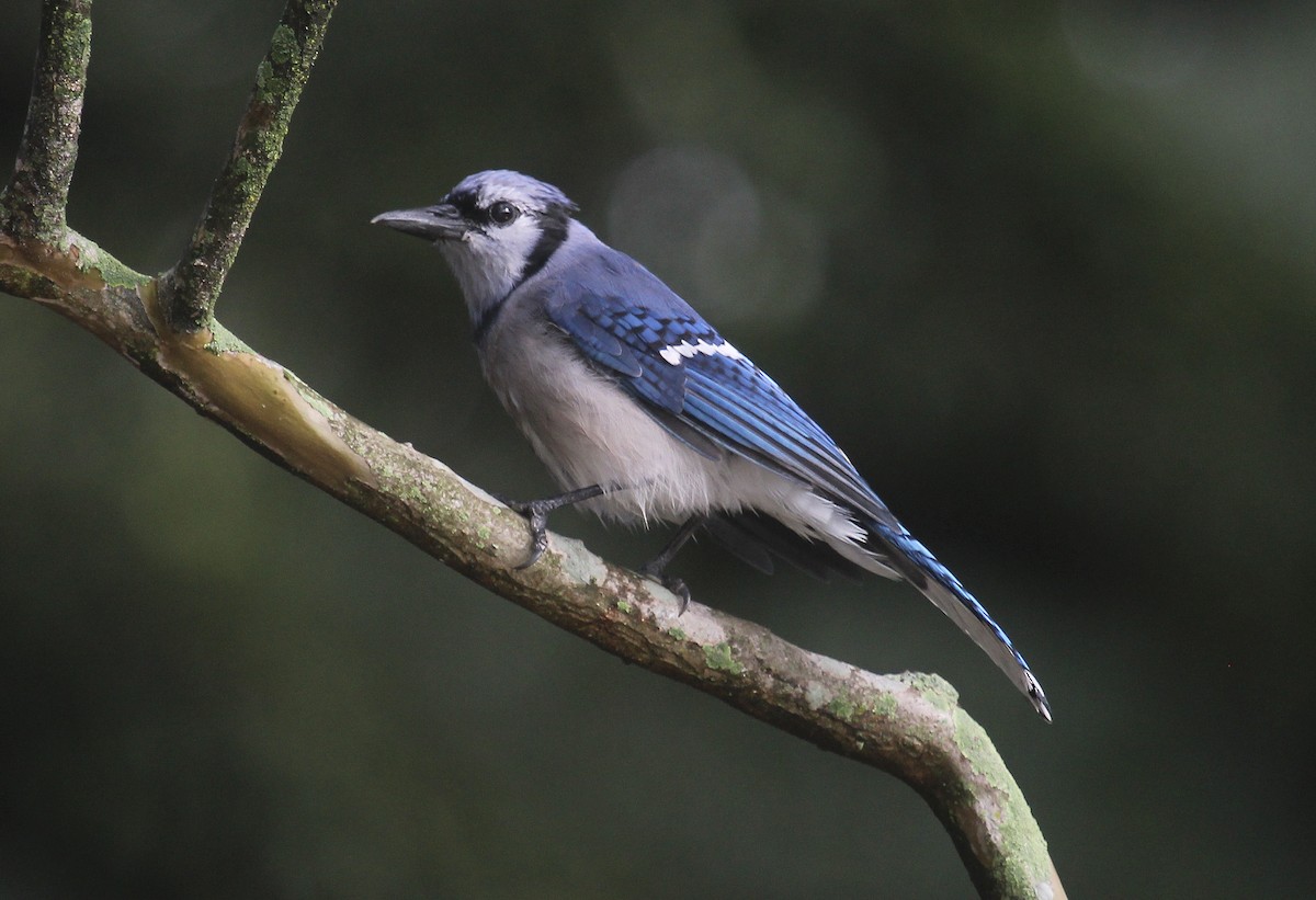 Сизойка блакитна - ML644554235