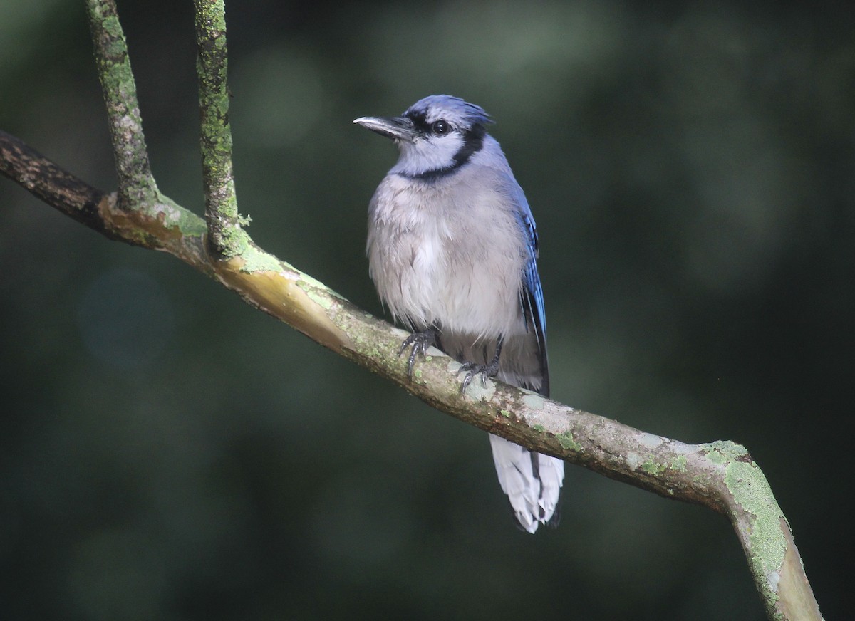 Сизойка блакитна - ML644554236