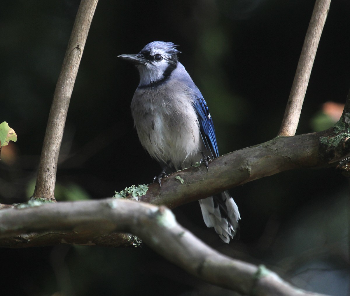 Сизойка блакитна - ML644554237