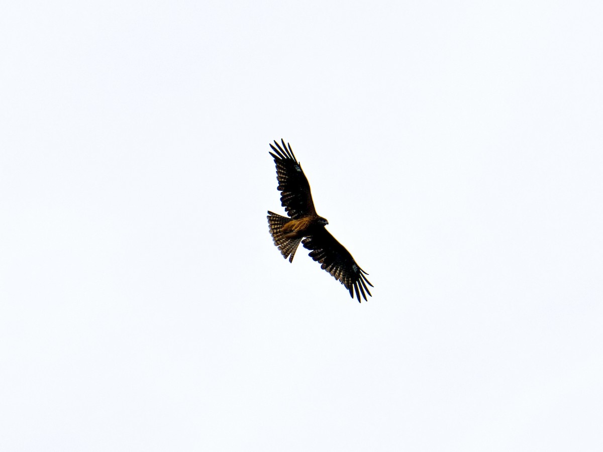 Black Kite - ML644554239