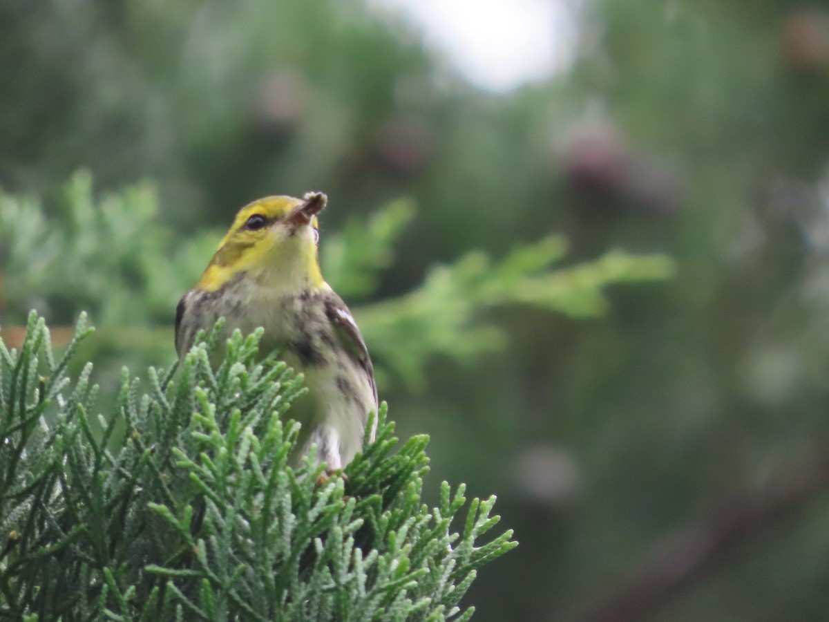 Black-throated Green Warbler - ML644554240