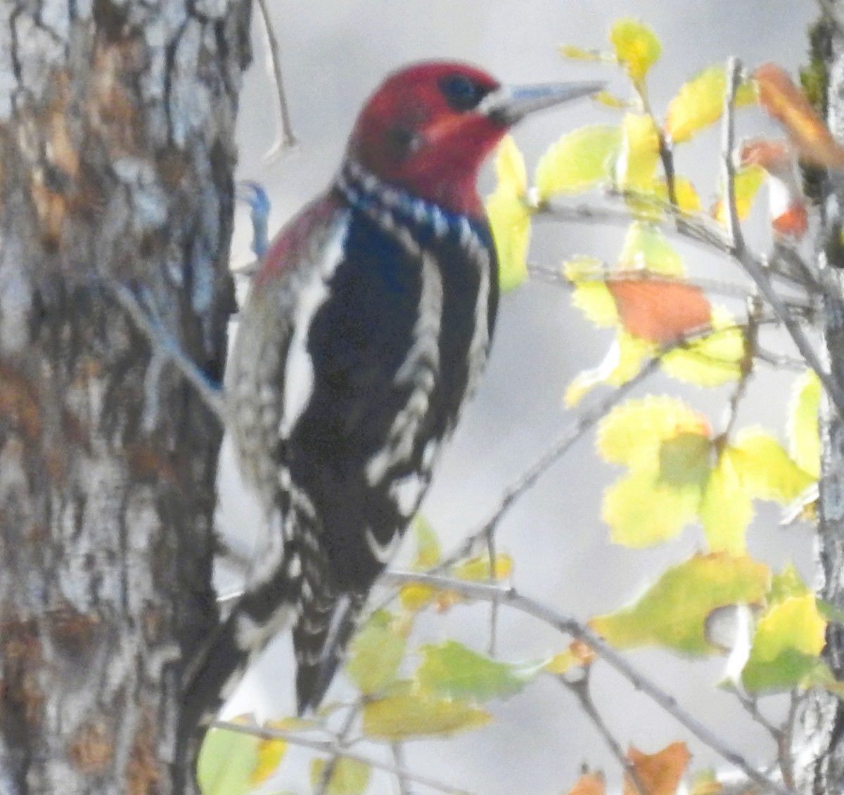 Red-breasted Sapsucker - ML644554242