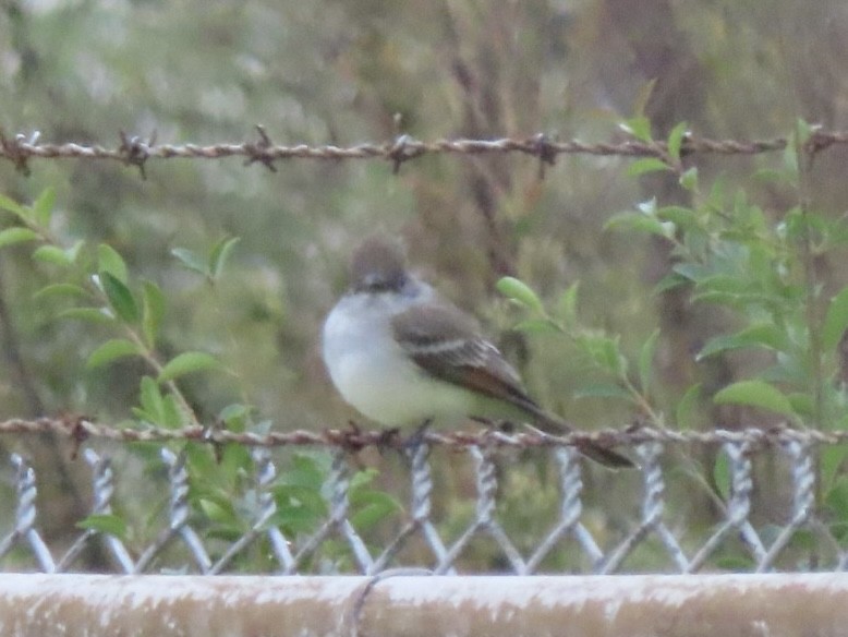 Ash-throated Flycatcher - ML644554244