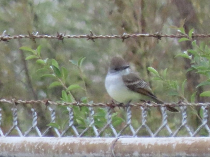 Ash-throated Flycatcher - ML644554245