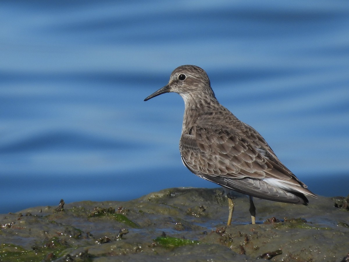 Txirri nanoa - ML644554249