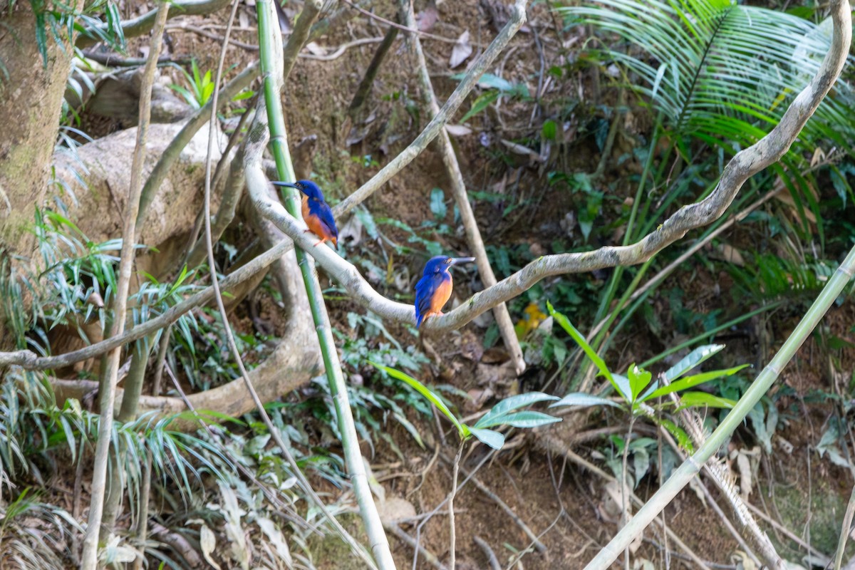 Azure Kingfisher - ML644554250