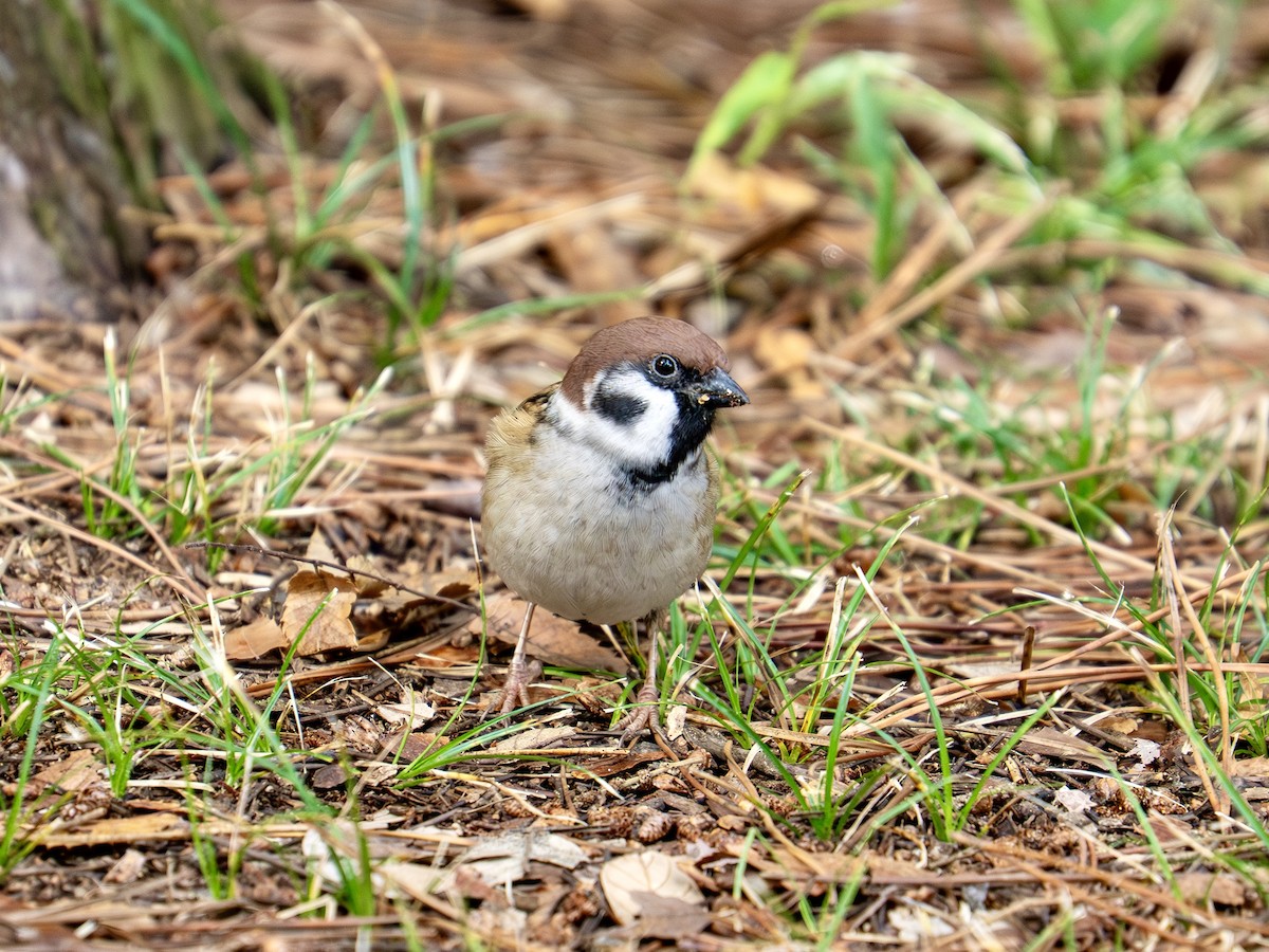 Eurasian Tree Sparrow - ML644554253