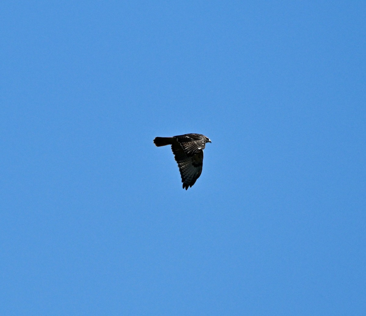 Red-tailed Hawk - ML644554254