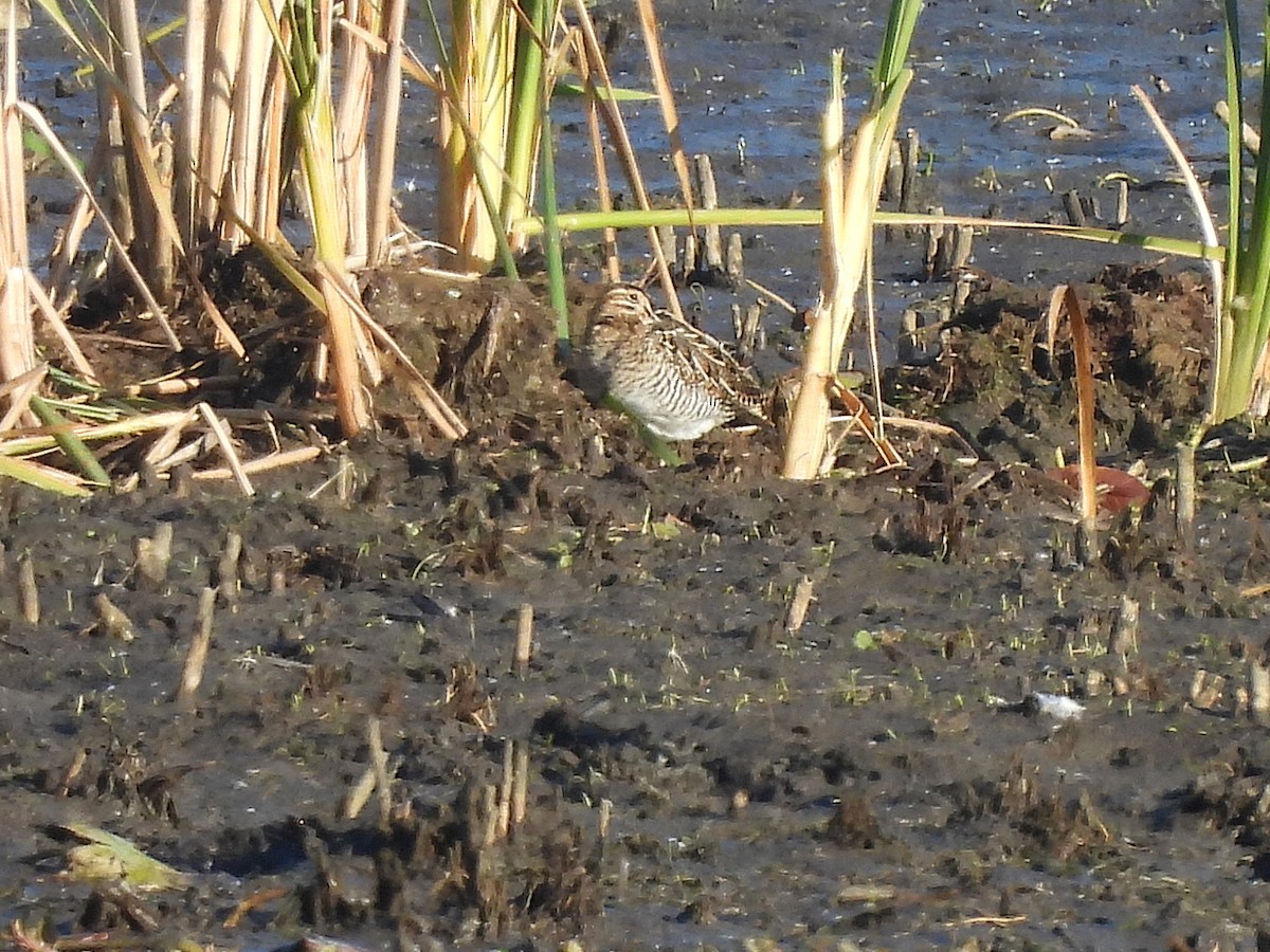 Wilson's Snipe - ML644554256