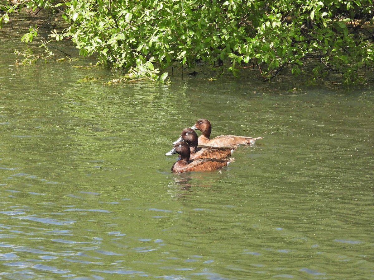 Hardhead - ML644554257