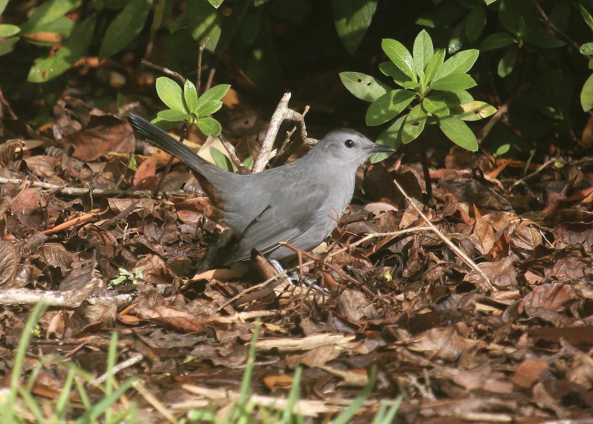 Gray Catbird - ML644554259