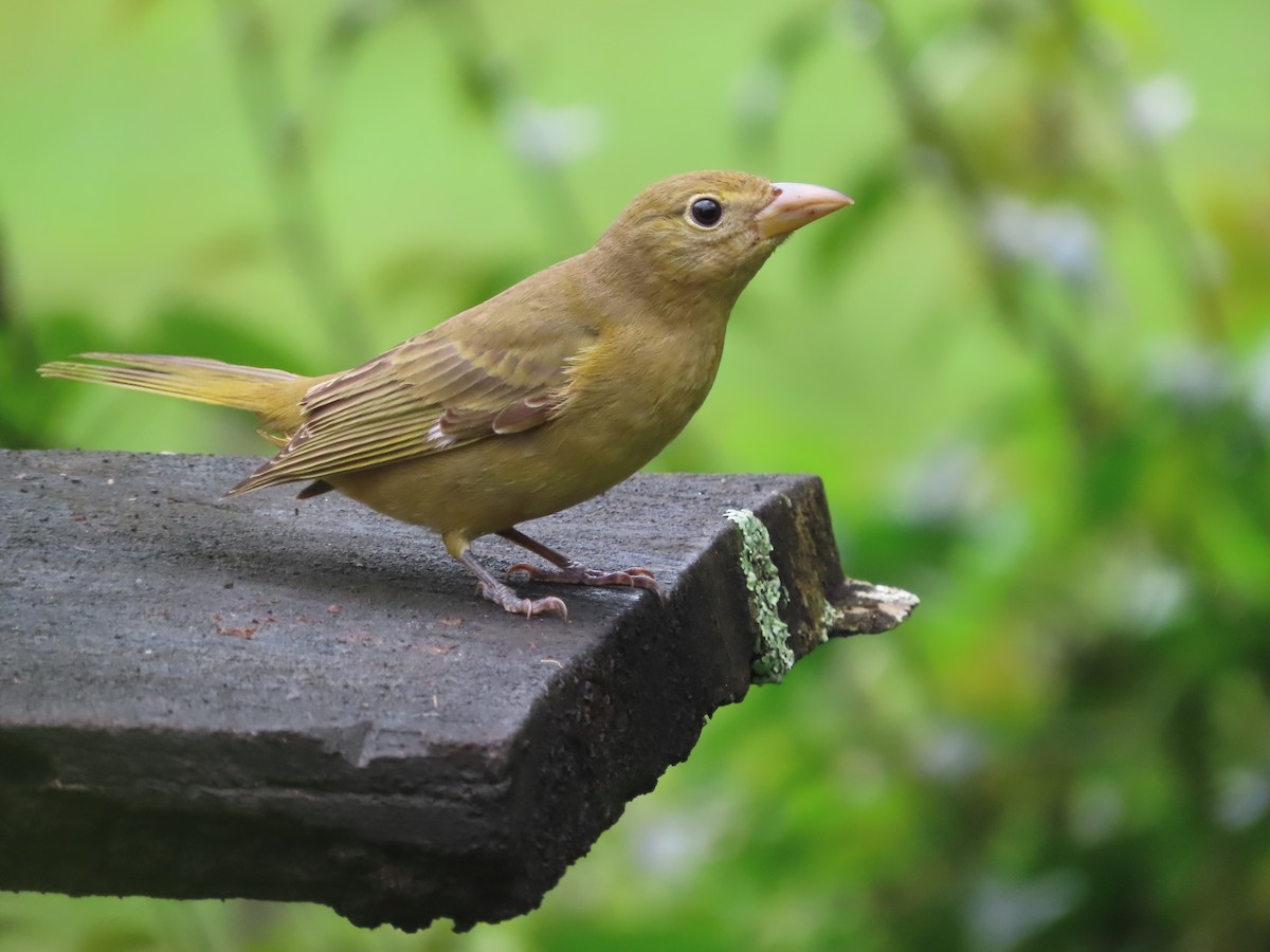 Summer Tanager - ML644554260