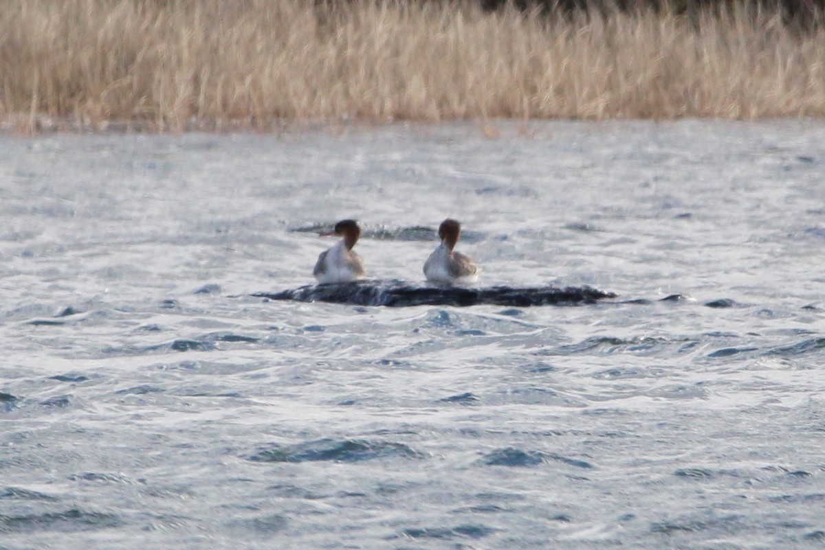 Red-breasted Merganser - ML644554261
