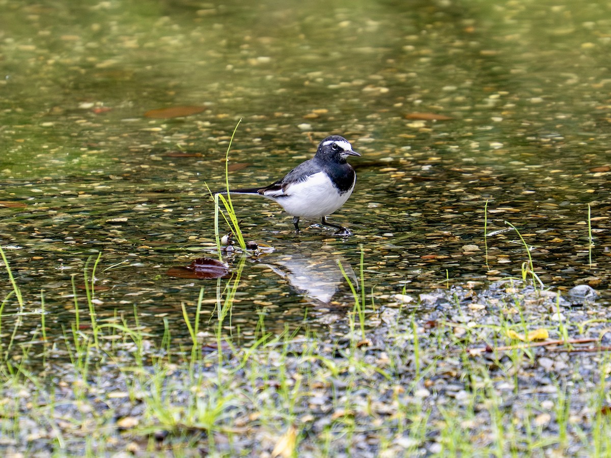 Japanese Wagtail - ML644554264