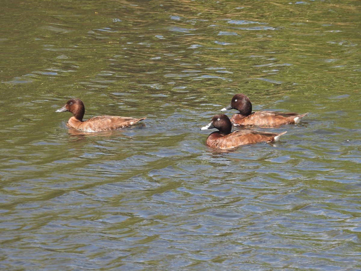 Hardhead - ML644554281