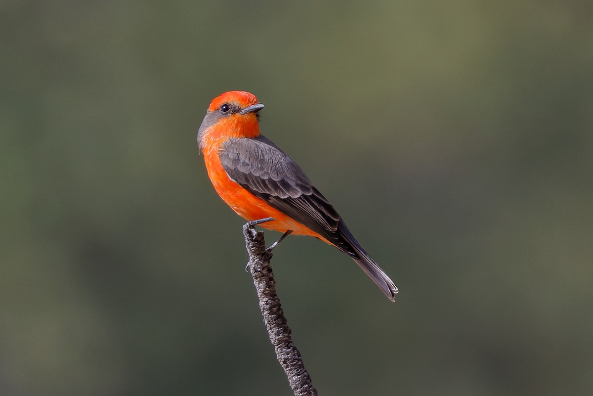 Rubintyrann - ML644554282