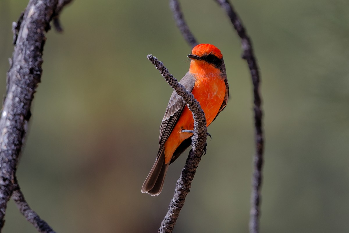 Rubintyrann - ML644554283