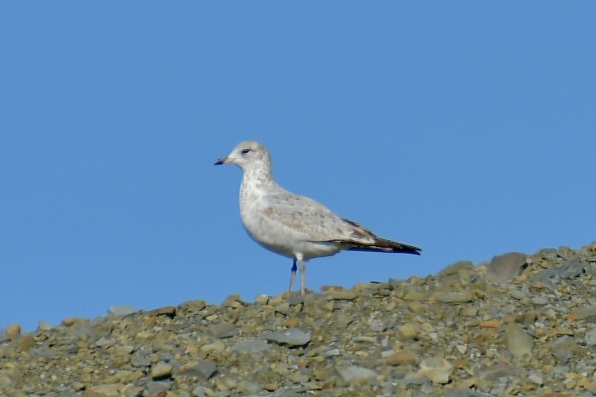 שחף עקוד-מקור - ML644554284